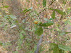 Zanthoxylum asiaticum