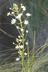 Toxicoscordion fontanum