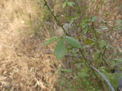 Zanthoxylum asiaticum