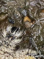 Acronicta americana