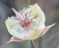 Calochortus tiburonensis