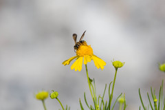 Dieunomia nevadensis bakeri