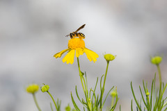 Dieunomia nevadensis bakeri