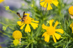 Dieunomia nevadensis