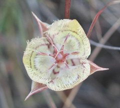 Calochortus tiburonensis