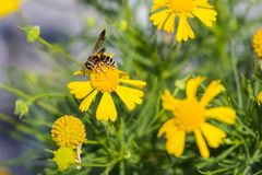 Dieunomia nevadensis