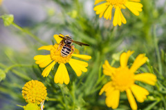 Dieunomia nevadensis