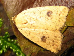 Anachrostis nigripunctalis