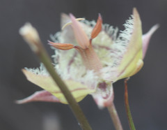 Calochortus tiburonensis