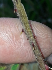 Rubus rudis