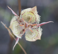 Calochortus tiburonensis