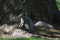 Sciurus griseus