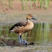 Fulvous Whistling-Duck - Photo (c) Tom Benson, some rights reserved (CC BY-NC-ND)