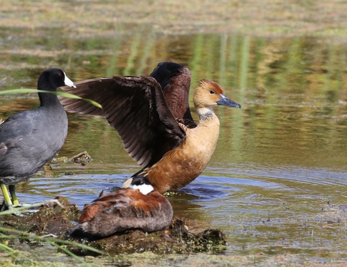 Fulvous Whistling-Duck