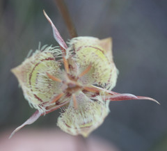 Calochortus tiburonensis