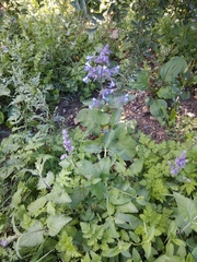 Nepeta grandiflora