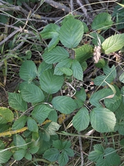 Rubus rudis