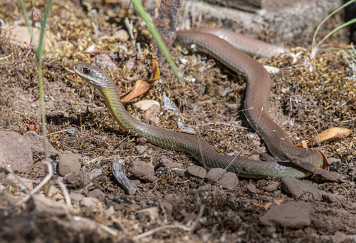 iNaturalist observation photo of North American Racer