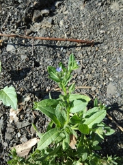 Anchusa arvensis orientalis