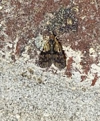 Bothriocera maculata