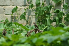 Pyrocephalus rubinus