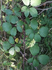Rubus rudis