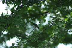 Cynanthus latirostris