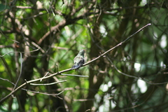 Cynanthus latirostris