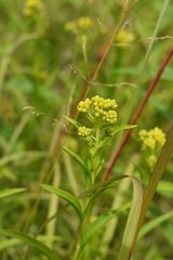 Solidago riddellii
