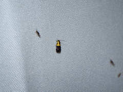 Rectiostoma xanthobasis