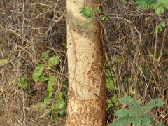 Vachellia planifrons