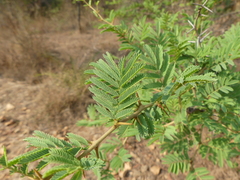 Vachellia planifrons