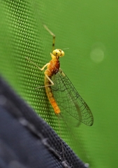 Stenacron interpunctatum interpunctatum