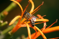 Apis mellifera
