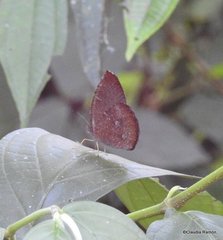 Godartiana muscosa