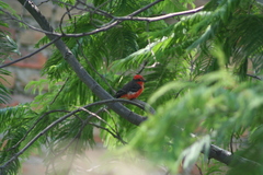 Pyrocephalus rubinus