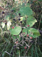 Rubus rudis