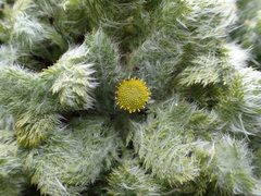 Leptinella plumosa
