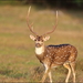 Sri Lankan Spotted Deer - Photo (c) Gaurika Wijeratne, some rights reserved (CC BY-NC-ND)