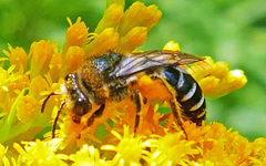 Colletes simulans