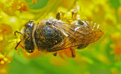 Colletes simulans