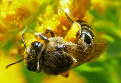 Colletes simulans