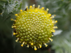 Leptinella plumosa