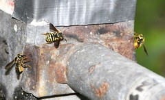 Paranthidium jugatorium lepidum