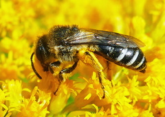 Colletes simulans