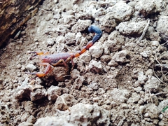 Tityus barquisimetanus