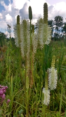 Sanguisorba canadensis