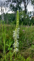 Sanguisorba canadensis