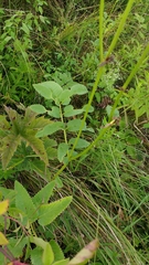 Sanguisorba canadensis
