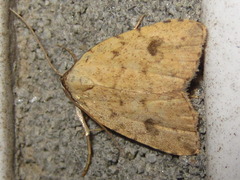 Anachrostis nigripunctalis